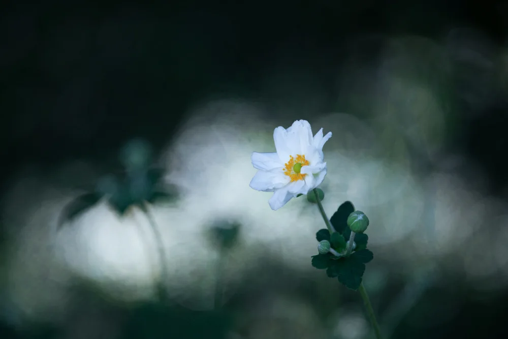 Cui, yang Xiang: Dream garden
