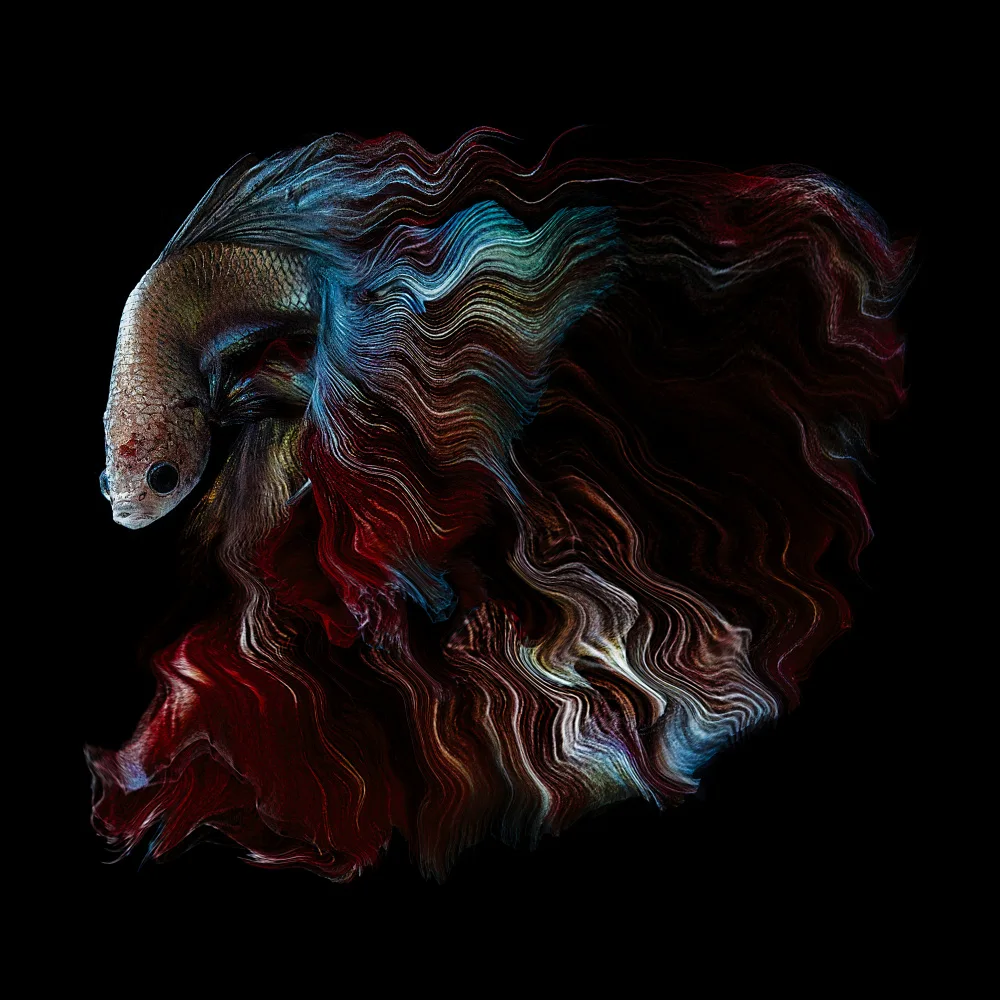 Halil, Andi: CABALLERO OSCURO