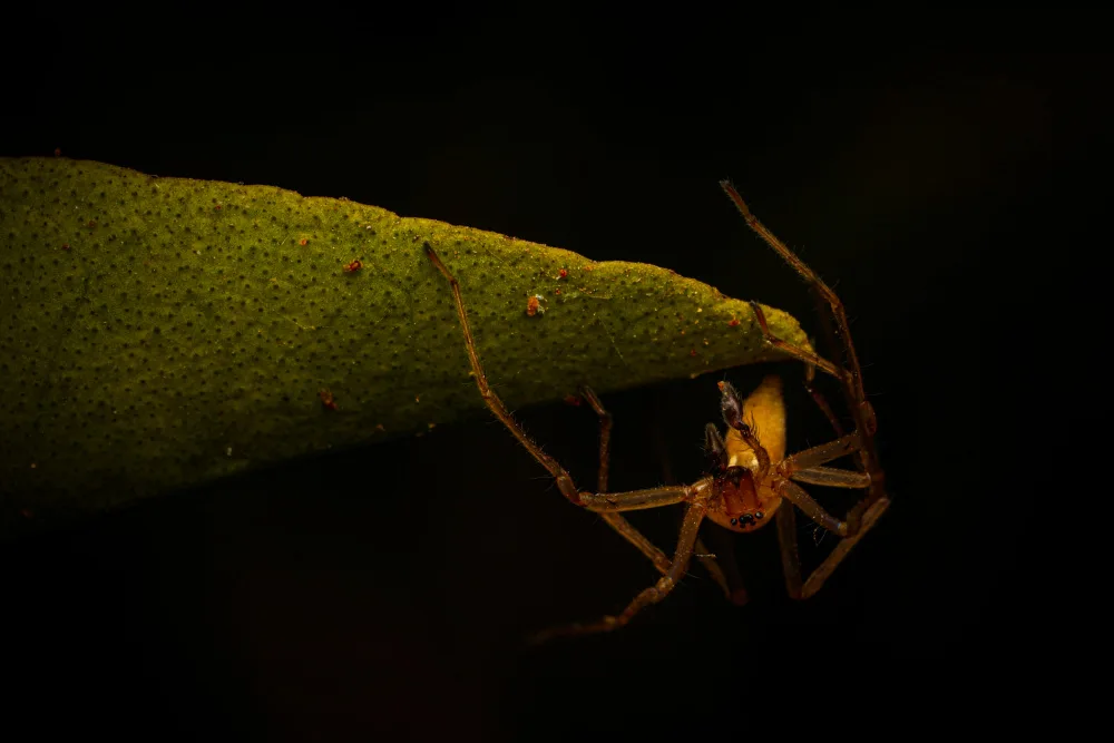 Pop, Itzik: Spiderman kiss