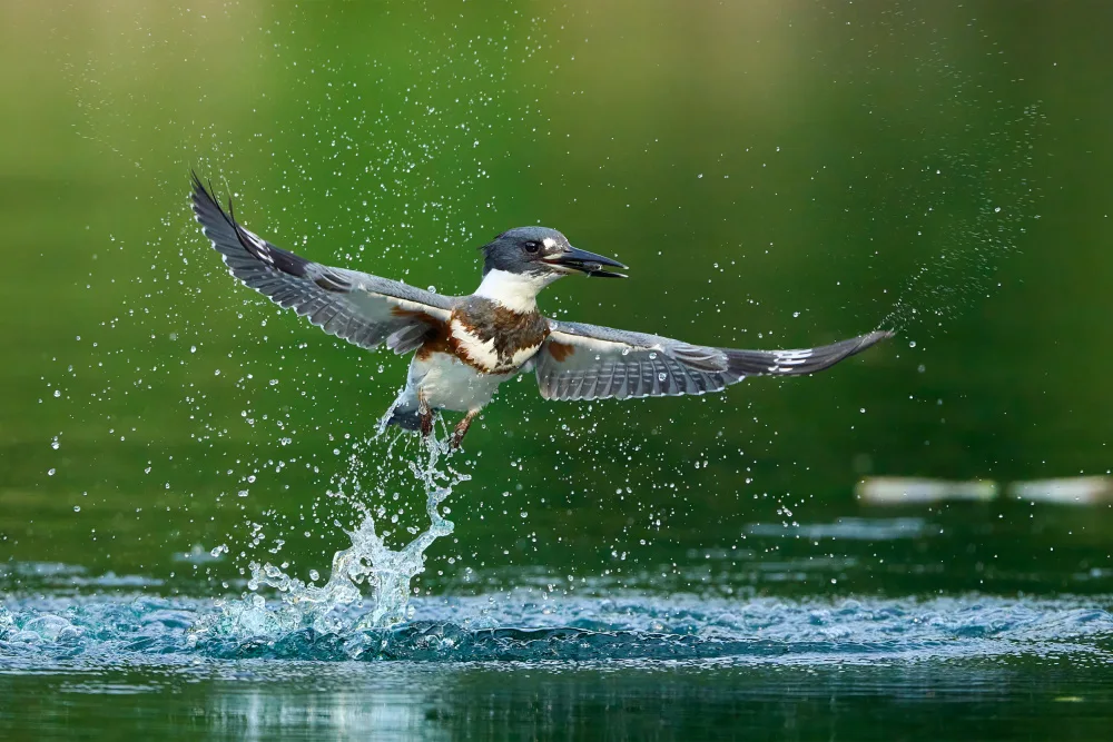 Chen, Johnny: Belted Kingfisher