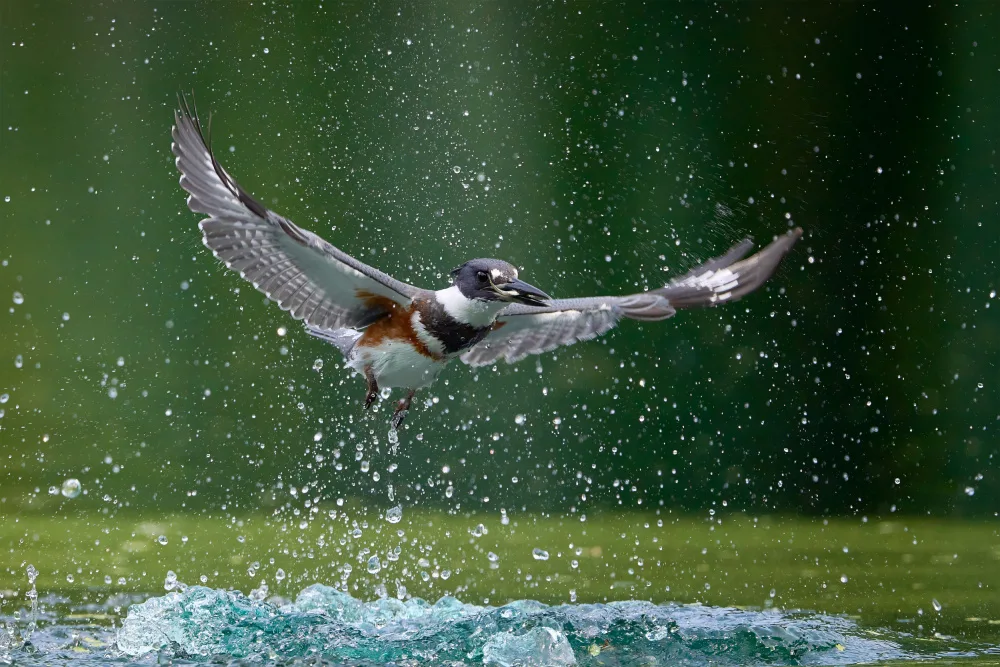 Chen, Johnny: Belted Kingfisher with catch