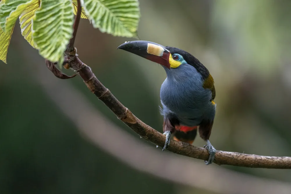 Ge, Robert: Plate_Billed Mountain Toucanet