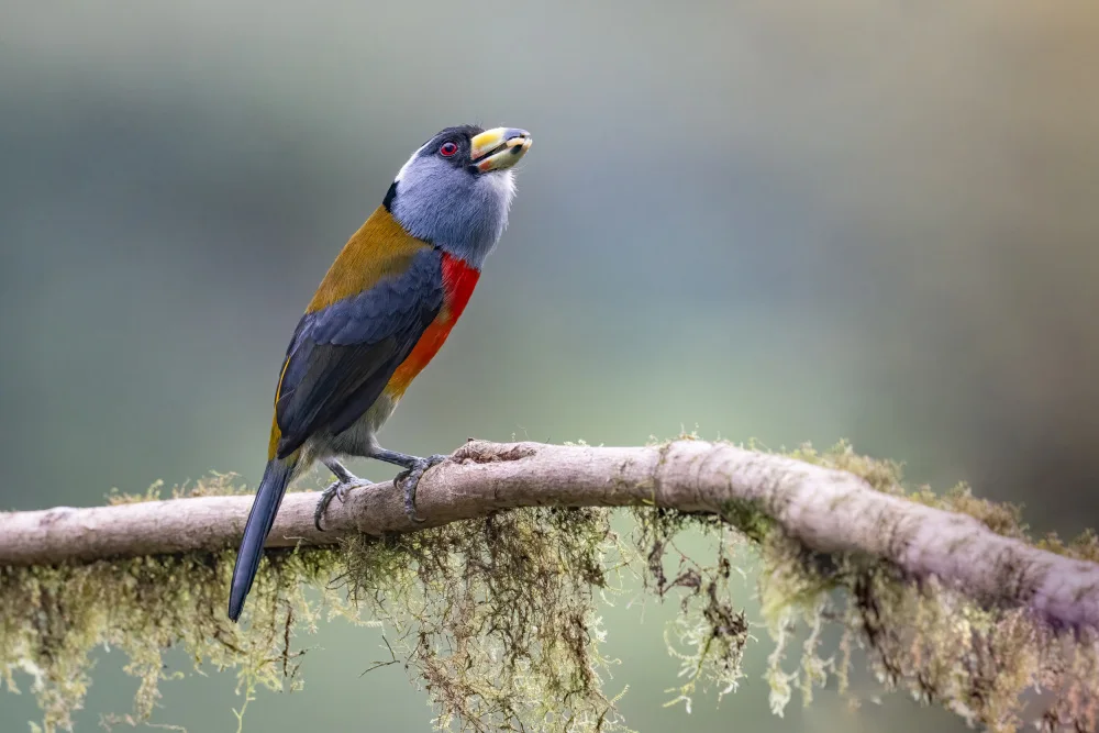 Ge, Robert: Tukan Barbet