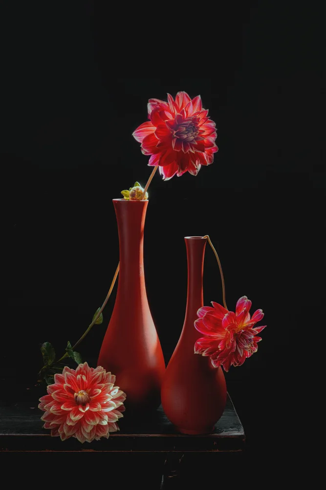 Jacobs, Lydia: Three Red Dahlias