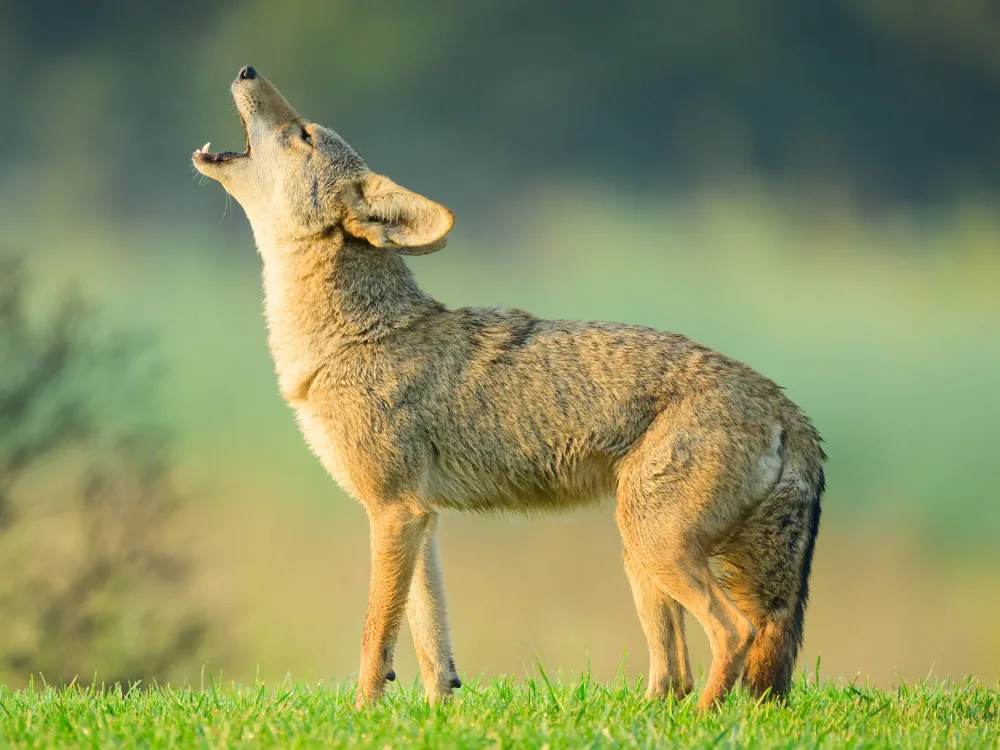 Wang, Moses: Coyotes howling