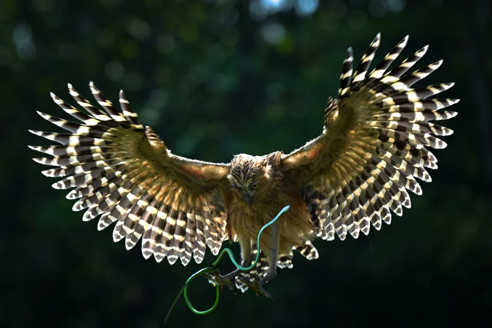 Setiadi, Ajar: an owl and green snake