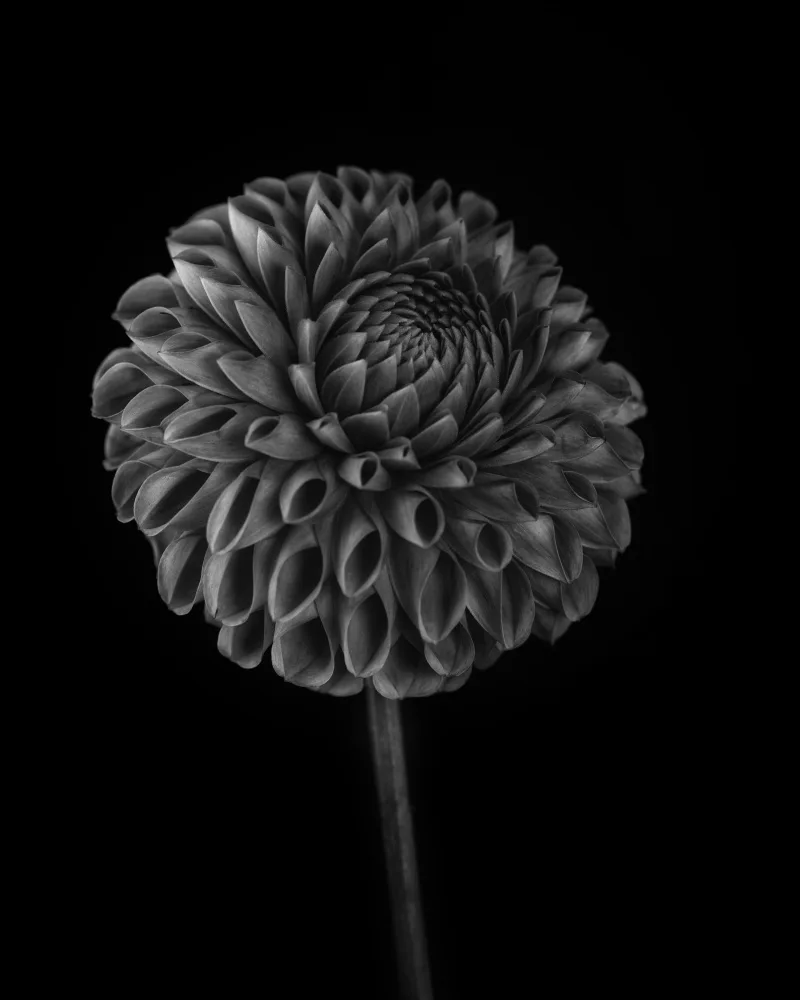 Grønkjær, Lotte: Dahlia