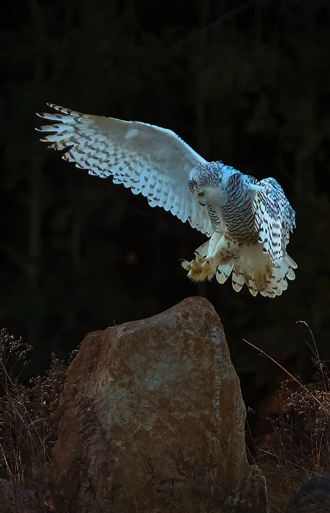 Huang, Johnson: Snow owl