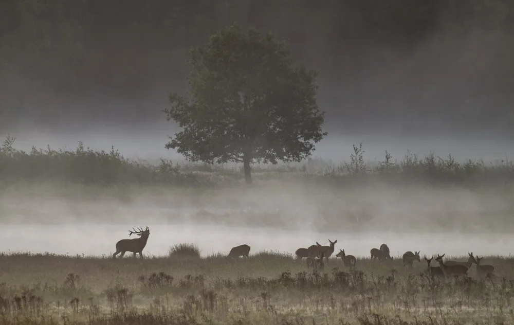 Coenders, Chris: fog