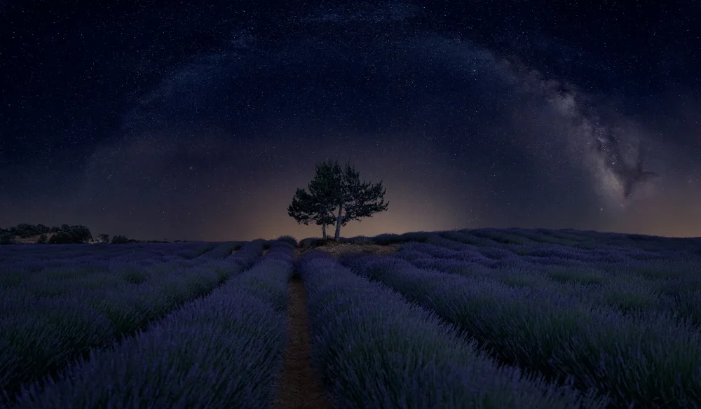 R., Rodriguez Ricardo: Lavanda Milky Way