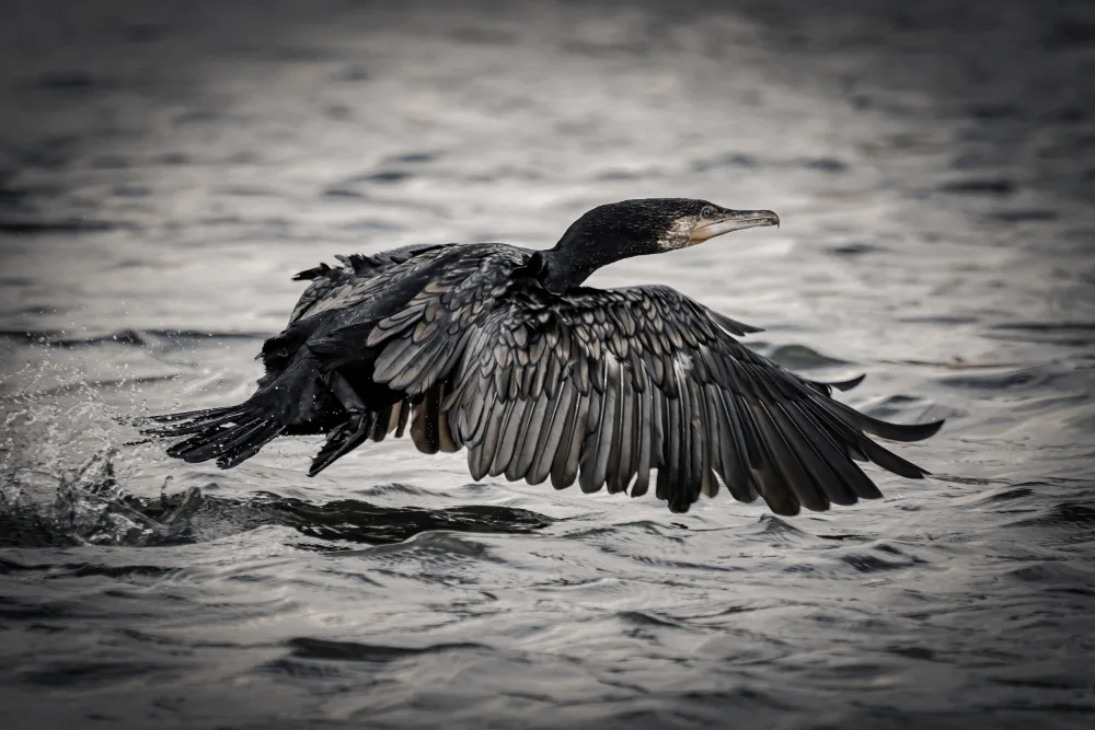 Meligy, Bassant: Early bird