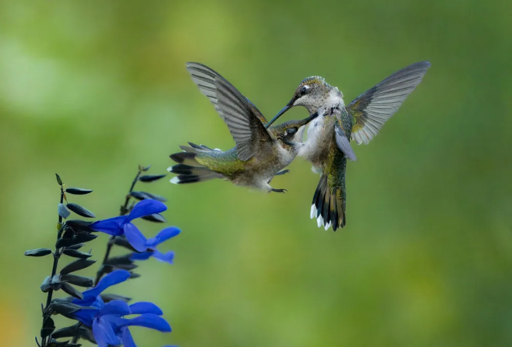 Qiao, Bin: Fierce flutter