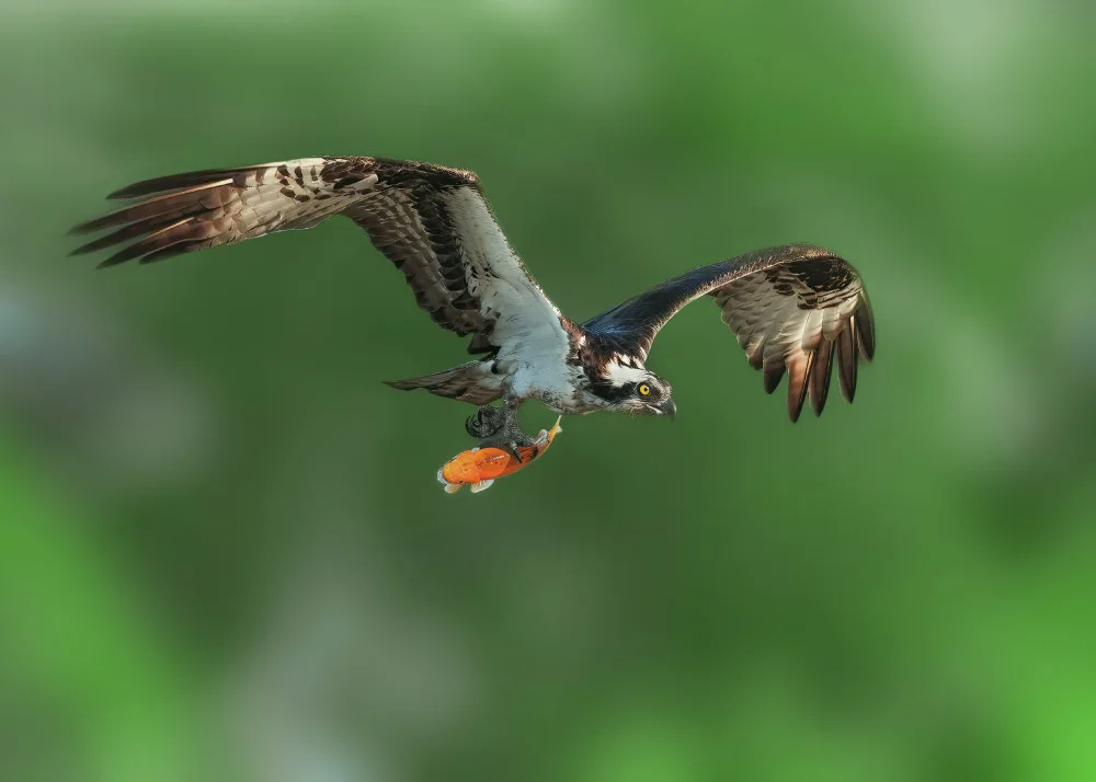 Gu, Zeren: Osprey in Prey