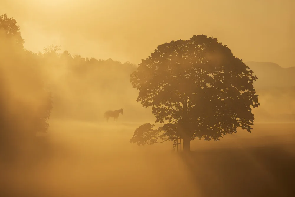 Rosenkrancová, Ilona: Herbstmorgen