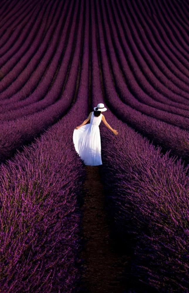 Zeng, Kenneth: Provence Ultra Purple