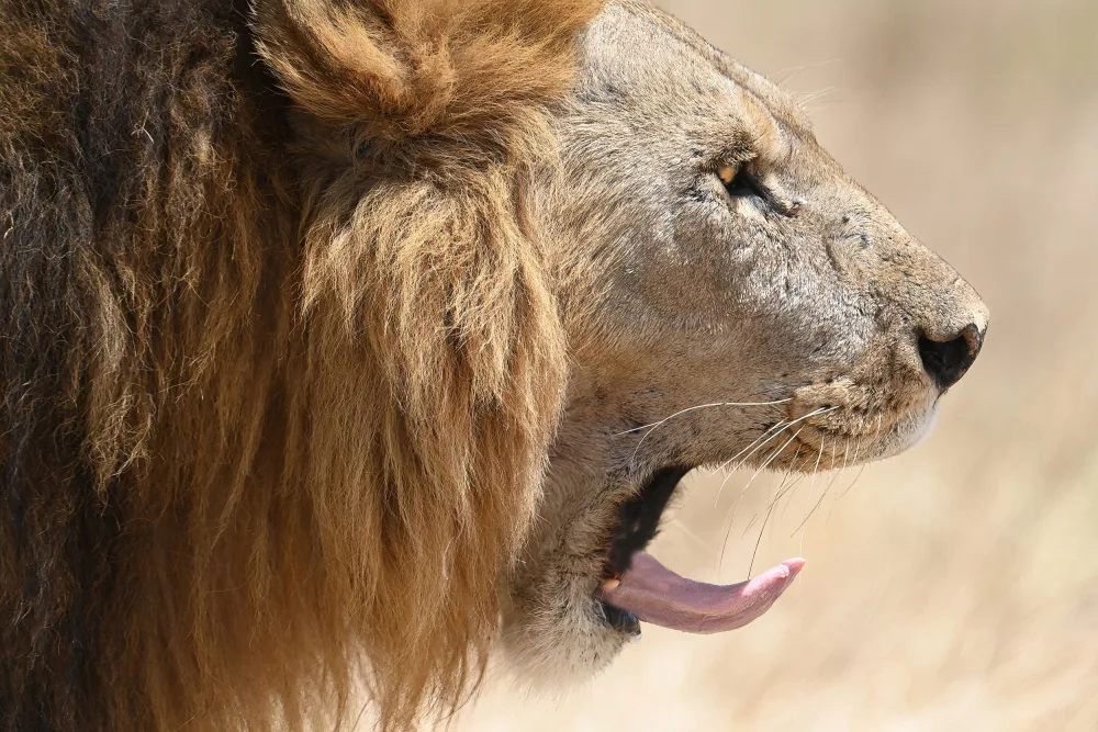 Henley, Nadine: Lion