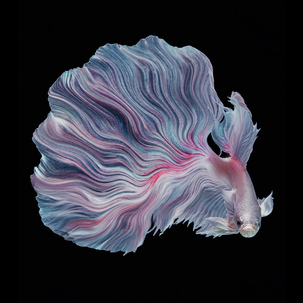 Halil, Andi: La flor de Betta