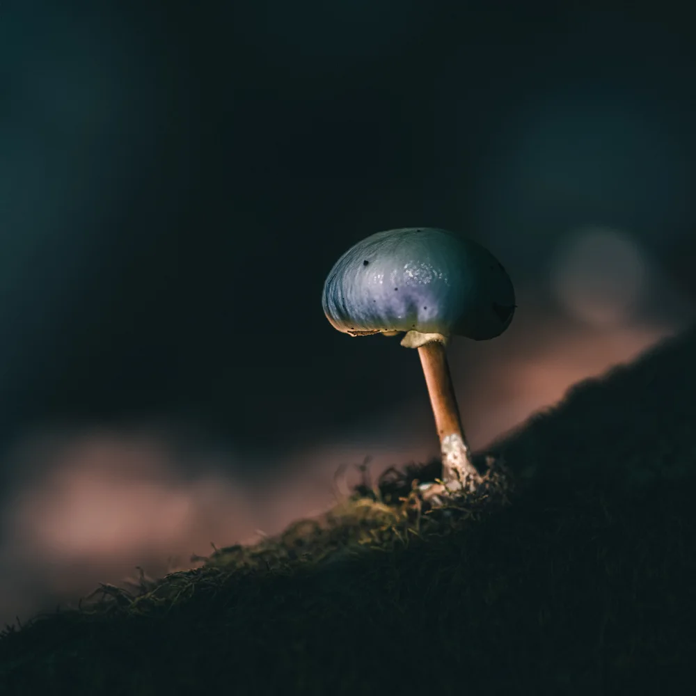 Cobo, Antonio Marco: micro-universe