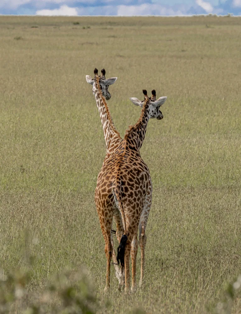 agbaria, helme Nader: Crossbreeding of giraffes
