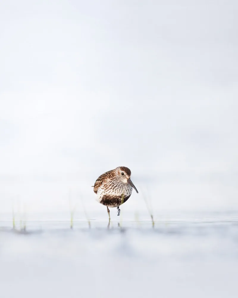 Renmyr, Magnus: Dunlin standing in water