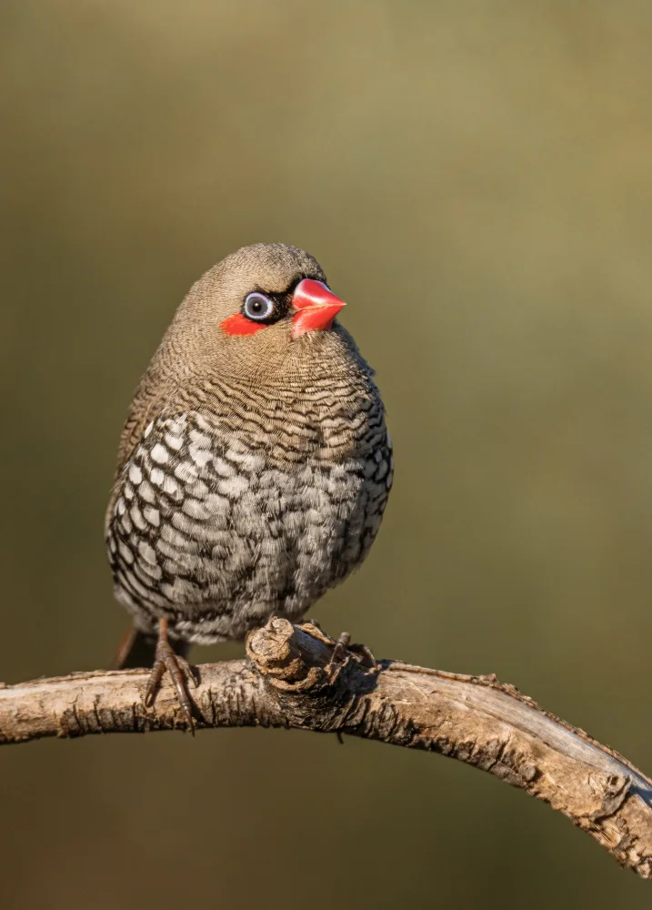 ahmadabdelhameed: Red-eared Firetail