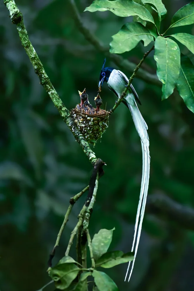 Ghosh, Pinaki: Indian paradise flycatcher