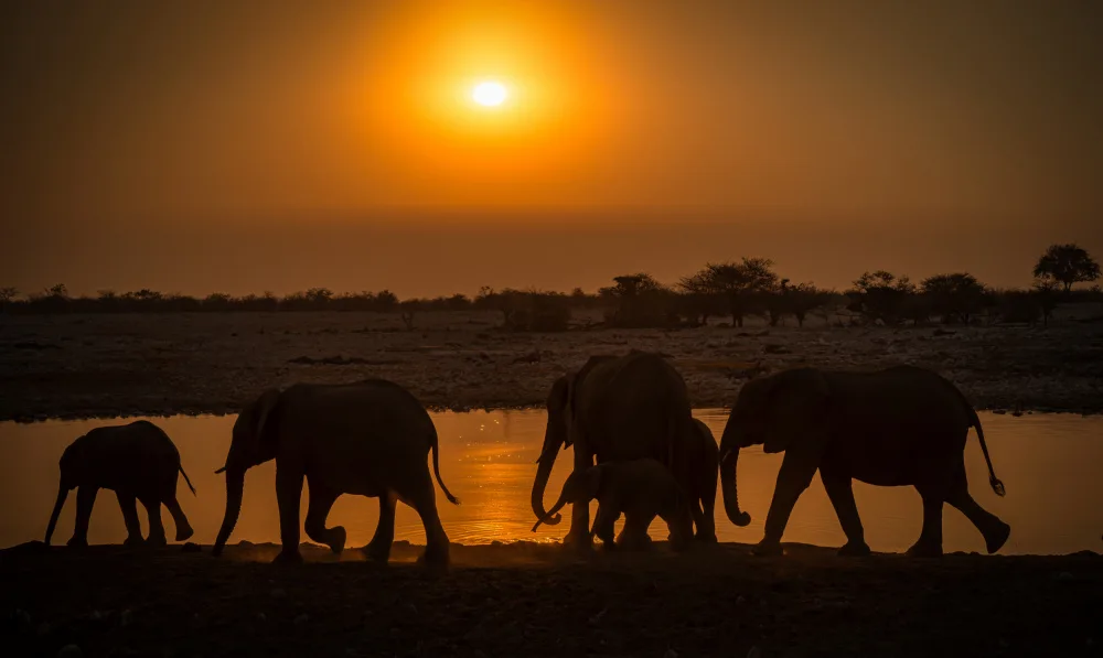 Telhami, Isam: elephant group