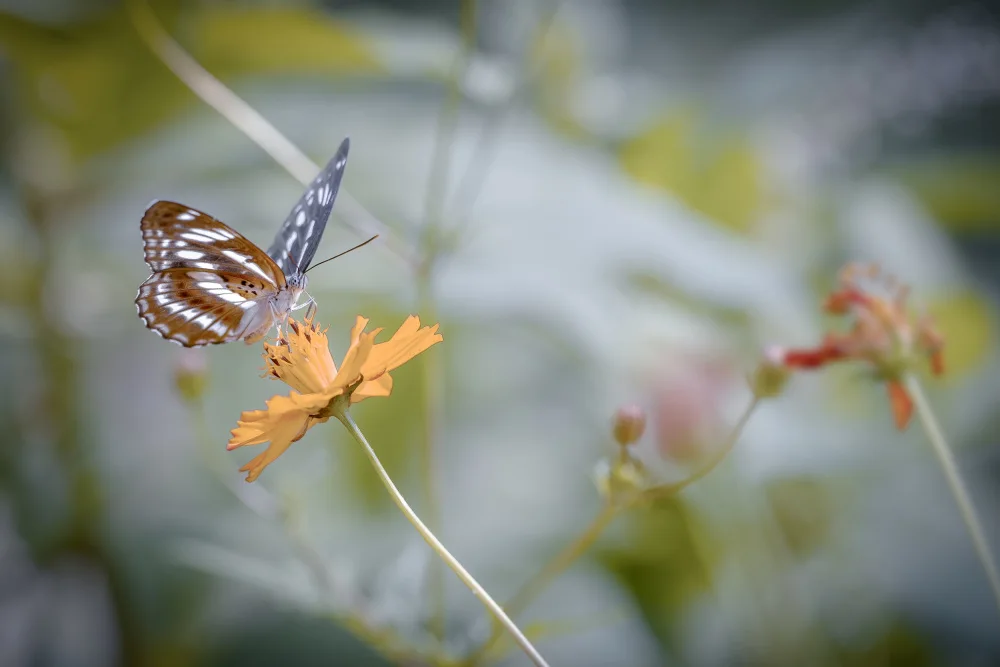 Jianwen: farfalla