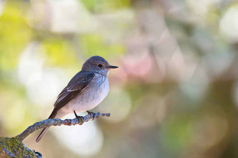 Hirschfield, Avi: Spotted Flycatcher