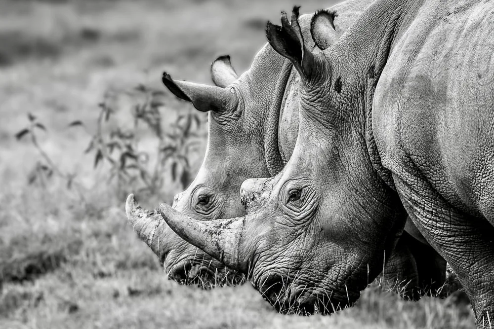 Melesan, Serge: Kenya Memories