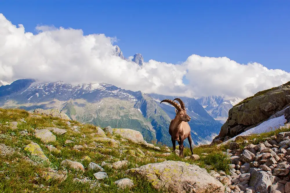 Costina, Mircea: The king of Mont Blanc