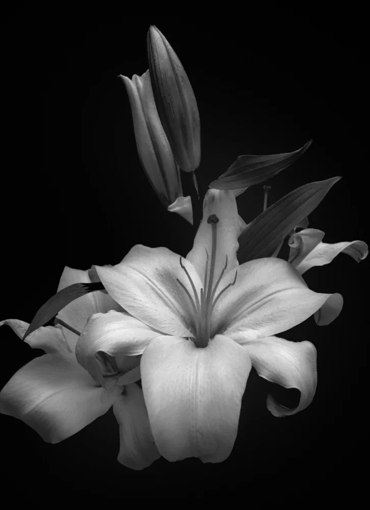 Alviani, Montserrat: Lilium
