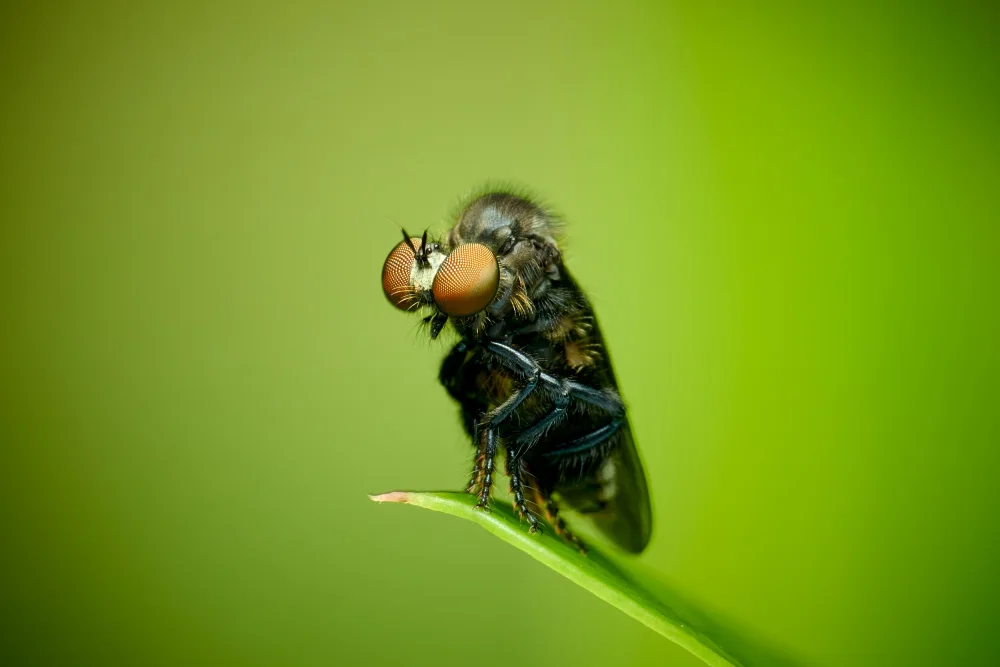 Tsai, MingLun: Asilidae01