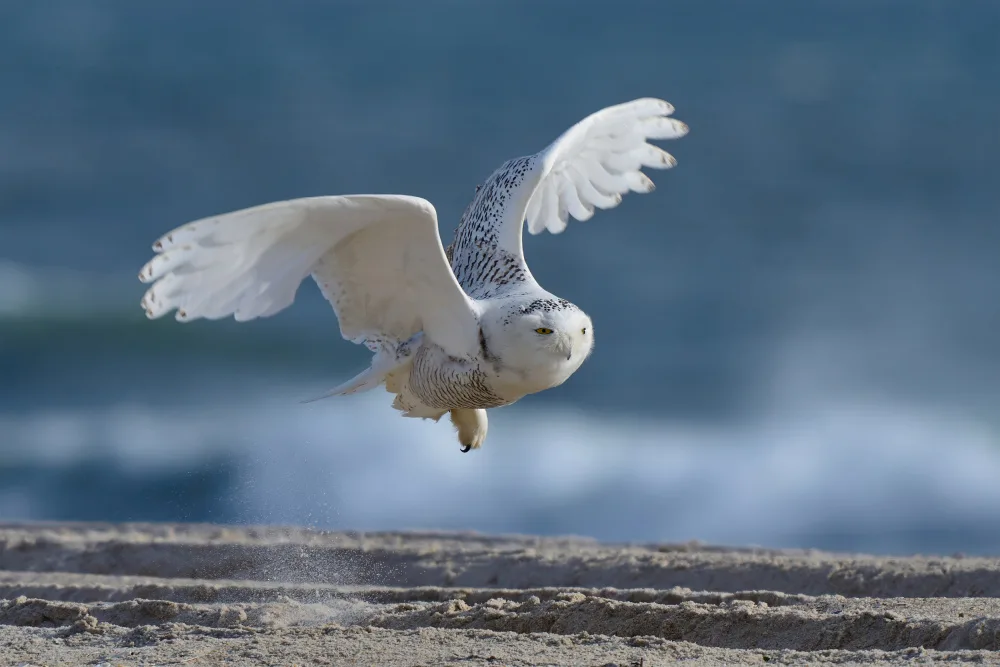Chen, Johnny: Flight of the Snowy Owl