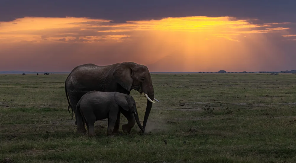 Huang, Johnson: Elephants
