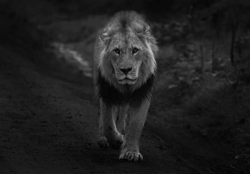 Huang, Johnson: Lion
