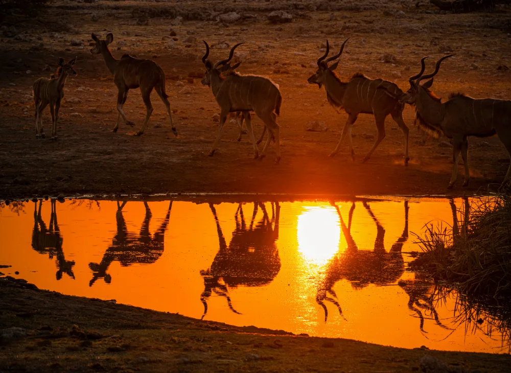 Telhami, Isam: The Kudu at sunset drink