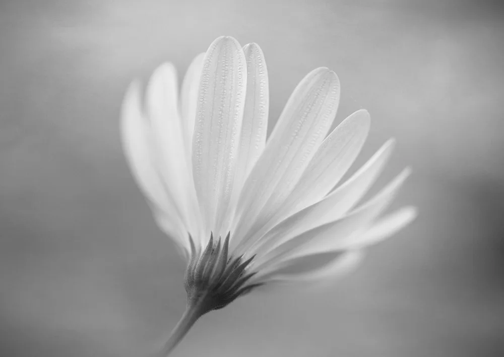 Grønkjær, Lotte: Gerbera