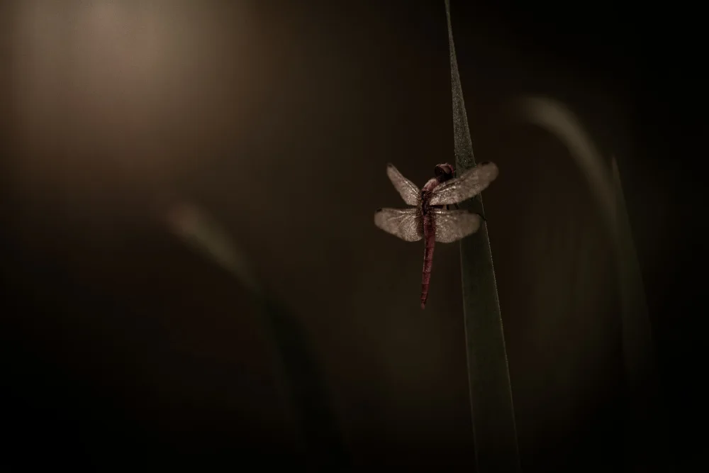 Yamashita, Takafumi: Ranní rosa