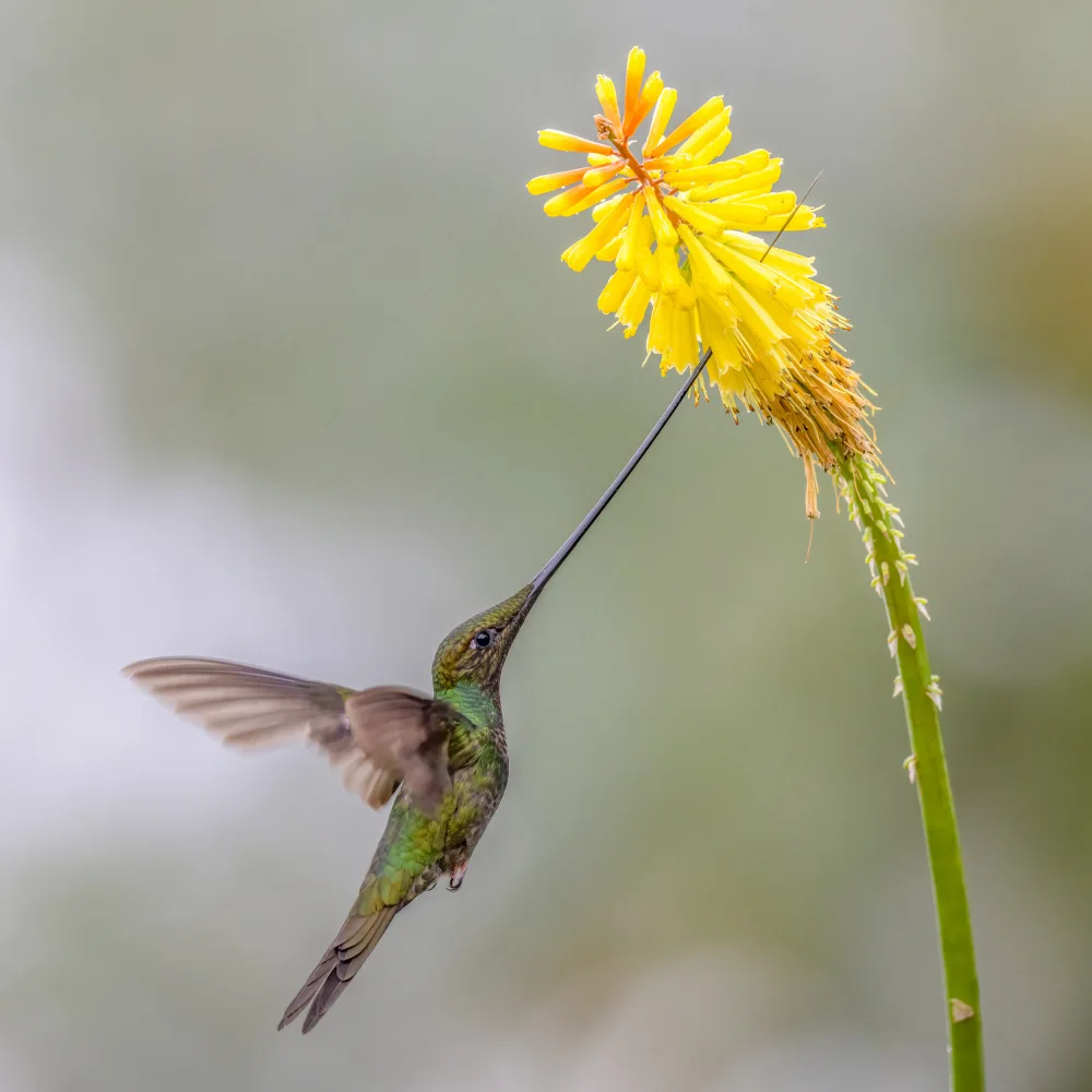 Ge, Robert: Sward_Billed Kolibri