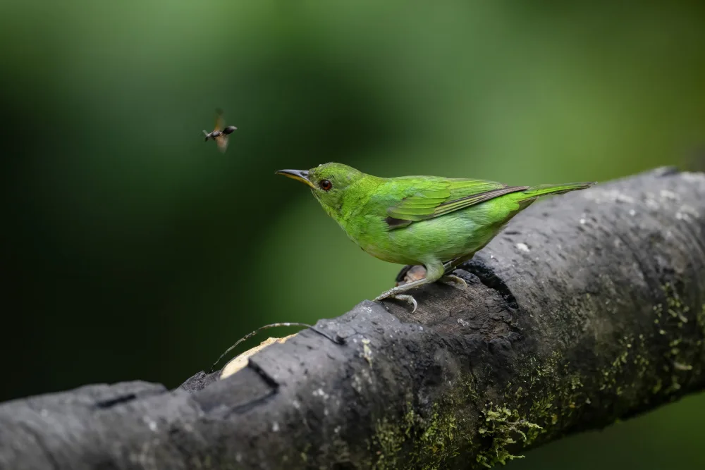 Ge, Robert: Green Honeycreeper Female