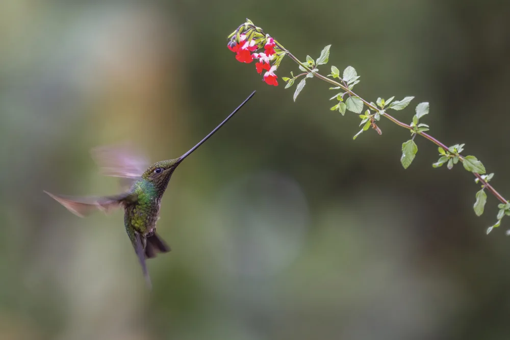 Ge, Robert: Sward_Billed Kolibri