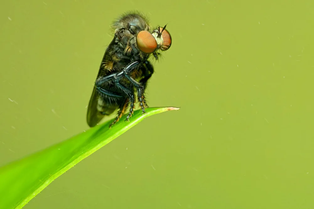 Tsai, MingLun: Asilidae02