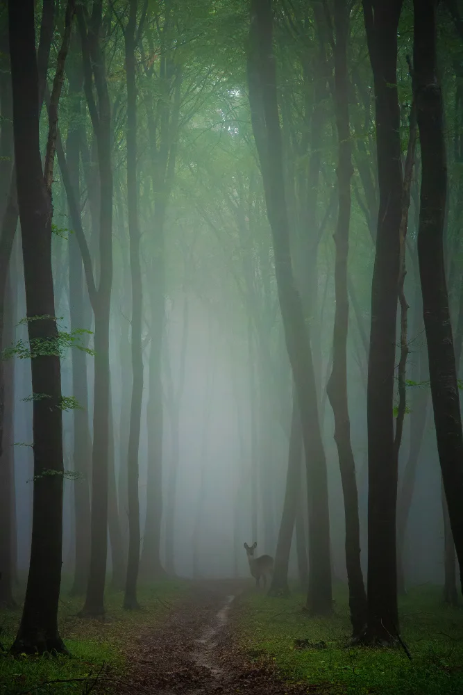 Oprea, Vio: Lost in the forest