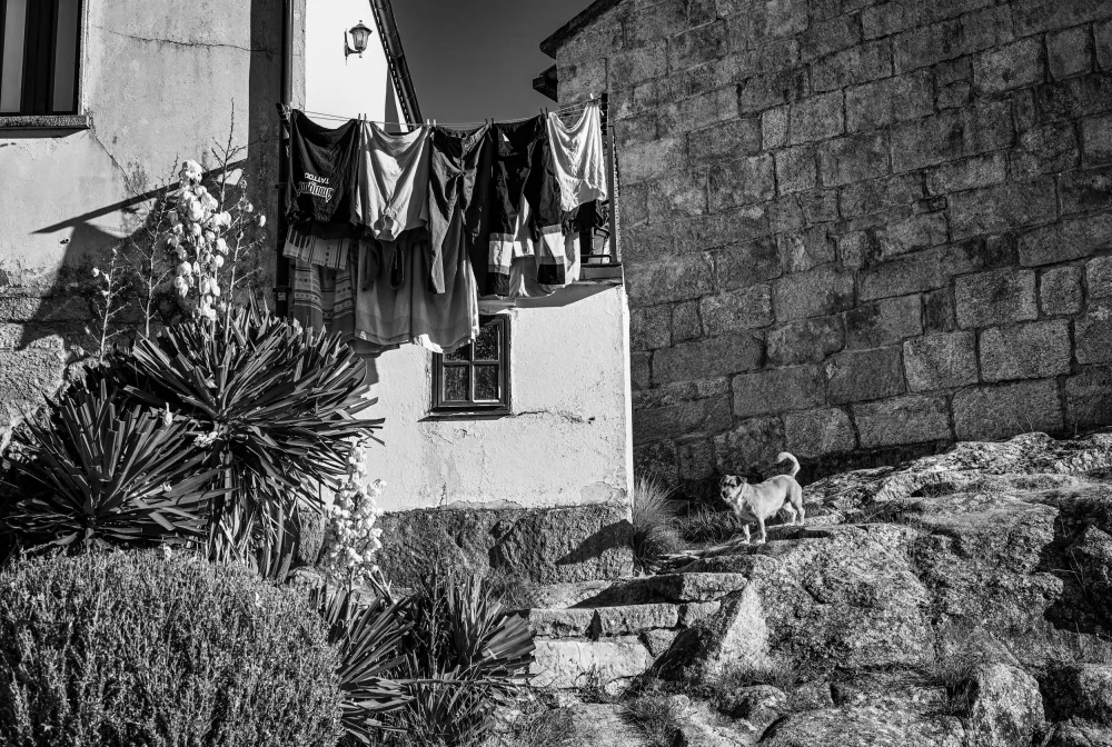 Vasileniuc, Oana: Untitled