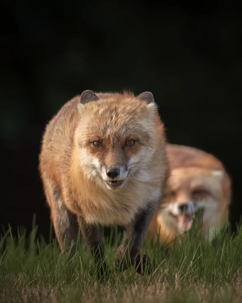 W, Deming: The Fox Couple