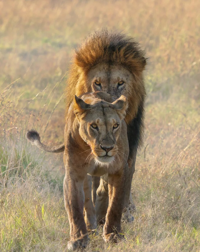 LI, MIN: Un par de leones