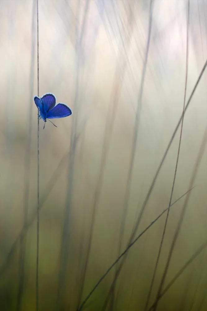 Vos, de Daan: Bleu