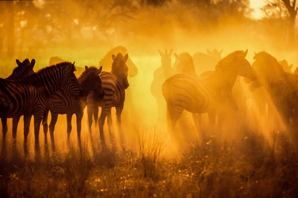 Siegel, S. Jerome: Zebras in Early Light-Botswana