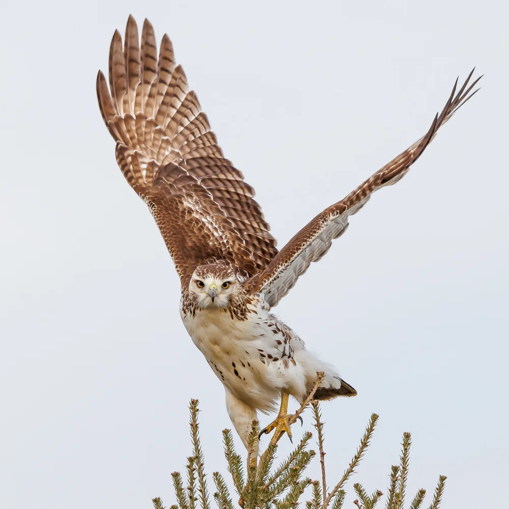 Chen, Davidhx: Ready to take off